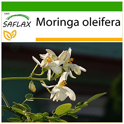 SAFLAX - Moringa - 10 Samen - Mit keimfreiem Anzuchtsubstrat - Moringa oleifera
