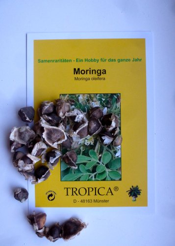 Tropica - Moringa/Wunderbaum - BIG PACK (Moringa oleifera) - 30 Samen