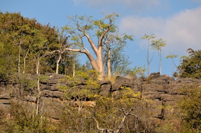 Moringa Oleifera Baum in Namibia