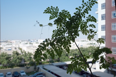 Moringa Pflanze aus Samen auf dem Balkon gezogen